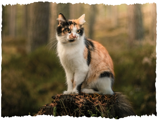 A cat sits on a tree trunk and looks into the camera