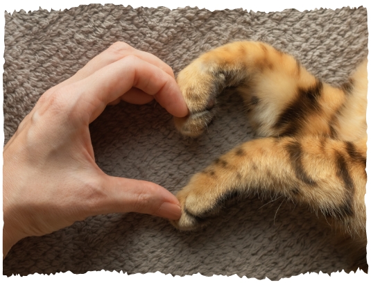 A human hand and cat paws that form a heart