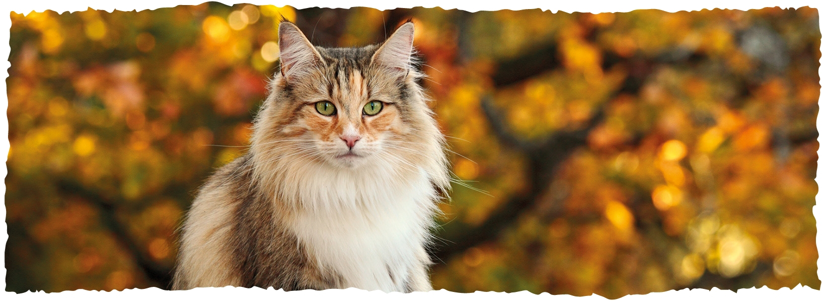 A cat sits on a tree trunk and looks into the camera