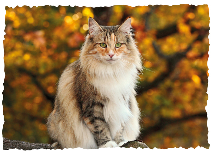 A cat sits on a tree trunk and looks into the camera