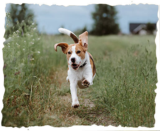 A dog running through a meadow 