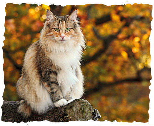 Cat sitting on a tree trunk in the forest